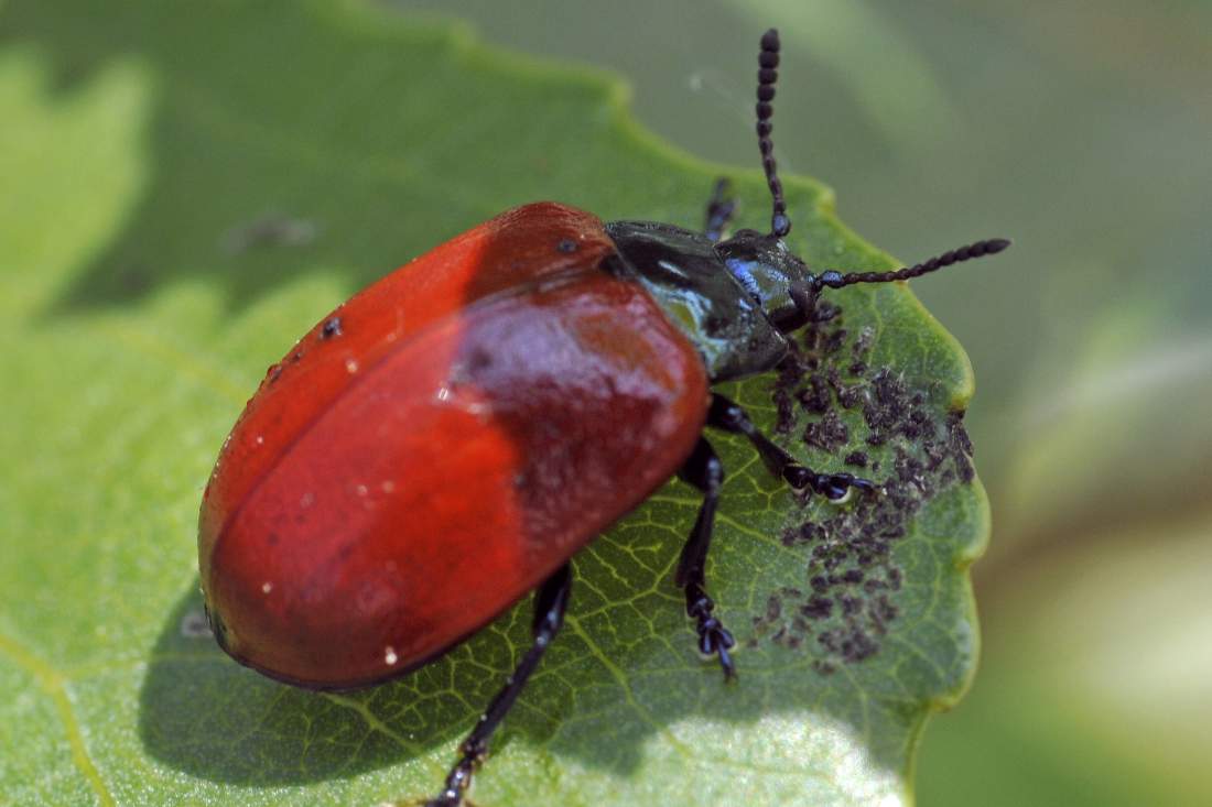 Chrysomela populi - confermata